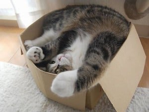 Wrong Kind of Box